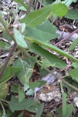 Liriomyza chenopodii