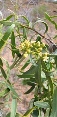 Santalum lanceolatum