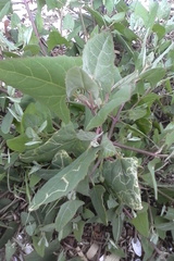Liriomyza chenopodii