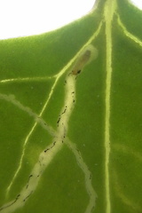 Liriomyza chenopodii