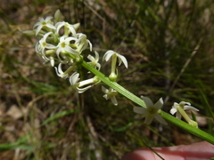 Stackhousia subterranea