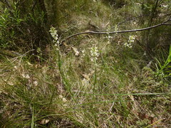 Stackhousia subterranea