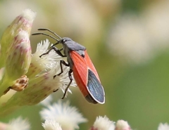 Melanopleurus belfragei