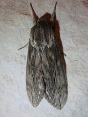 Sphinx libocedrus