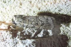 Sympistis sectiloides