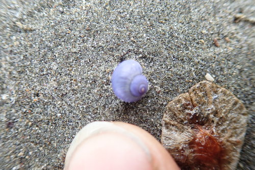 photo of Dwarf Violet Snail (Janthina exigua)