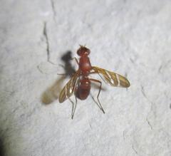 Tritoxa
