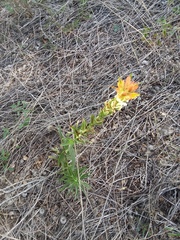 Castilleja lindheimeri