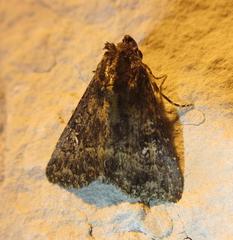 Condica albigera