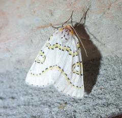 Philtraea paucimacula