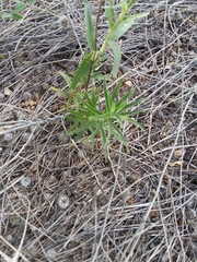 Castilleja lindheimeri