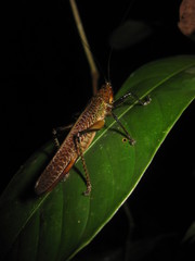 Eschatoceras punctifrons