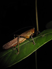 Eschatoceras punctifrons