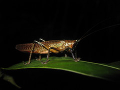 Eschatoceras punctifrons