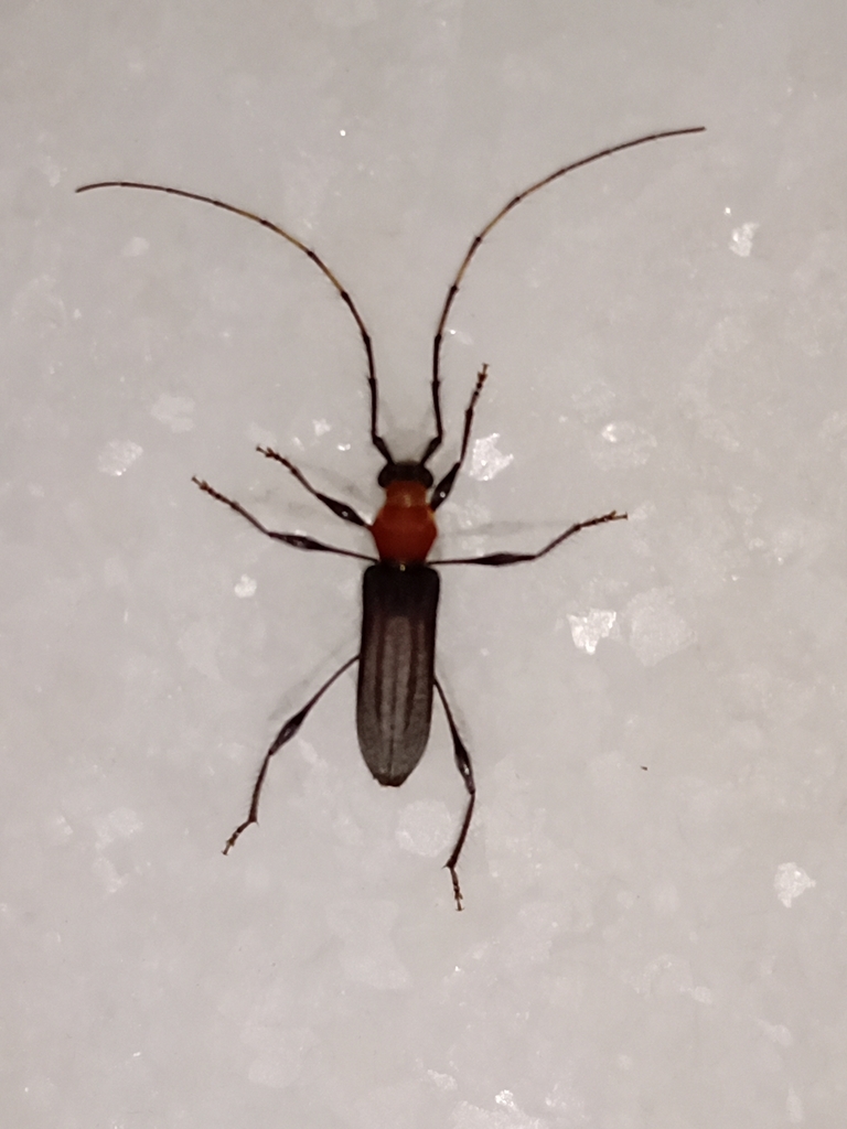 Terpnissa