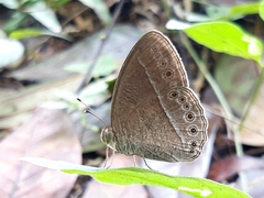 Mycalesis janardana