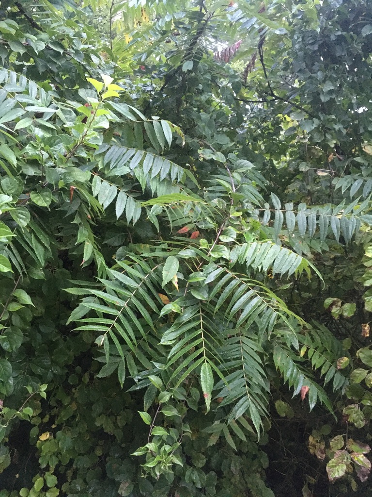 sumacs from Madison, WI, USA on September 12, 2020 at 0655 PM by