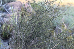 Koeberlinia spinosa
