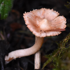 Inocybe pudica