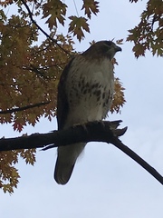 Buteo jamaicensis