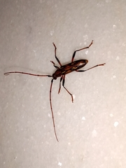 Eburodacrys seminigra