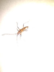 Eburodacrys seminigra