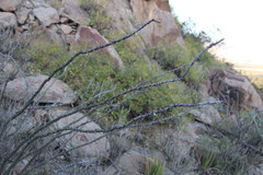 Fouquieria splendens
