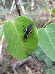 Zelurus albispinus