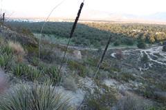 Agave striata