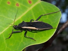 Zelurus albispinus