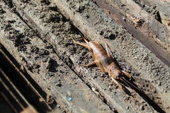 Nesoecia nigrispina