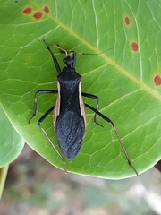 Zelurus albispinus