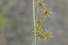 Cyperus haspan