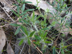 Xanthosia huegelii