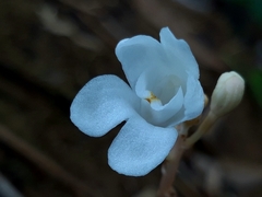 Didymoplexis pallens