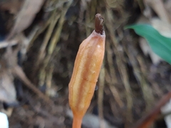 Didymoplexis pallens