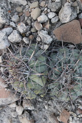 Echinocactus horizonthalonius horizonthalonius