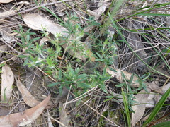 Xanthosia huegelii