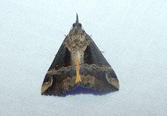 Dichromia quinqualis