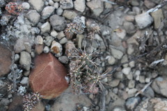 Grusonia bulbispina