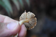 Inocybe pudica