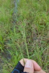 Fimbristylis quinquangularis quinquangularis