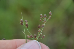 Fimbristylis quinquangularis quinquangularis