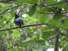Chiroxiphia linearis