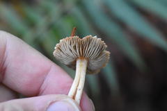 Inocybe pudica