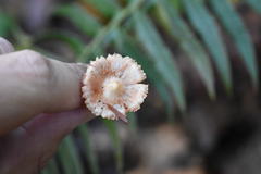 Inocybe pudica