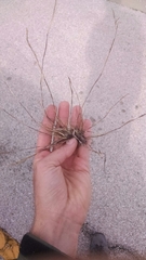 Sporobolus neglectus