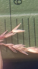 Sporobolus neglectus