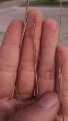 Sporobolus neglectus
