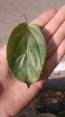 Rhamnus davurica